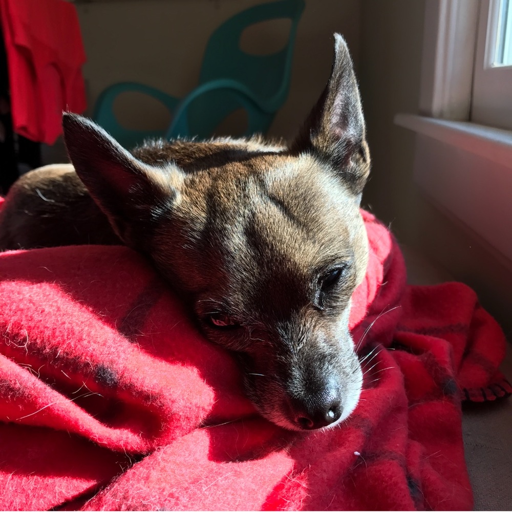 Meet your Posher, Andrea